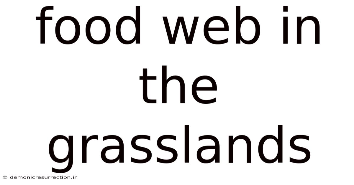 Food Web In The Grasslands