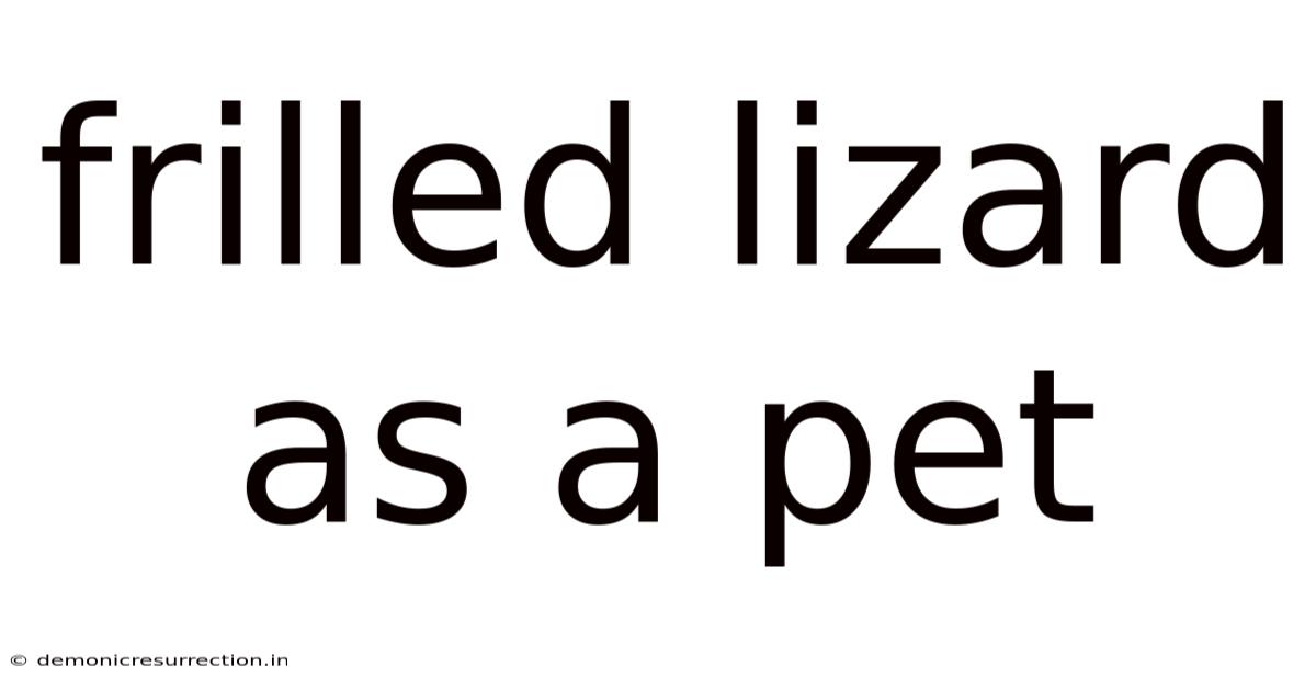 Frilled Lizard As A Pet