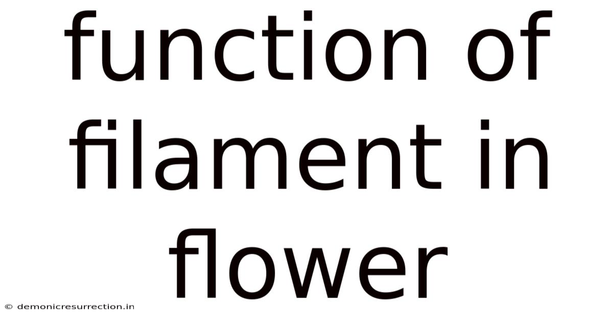 Function Of Filament In Flower