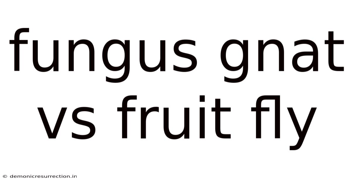 Fungus Gnat Vs Fruit Fly