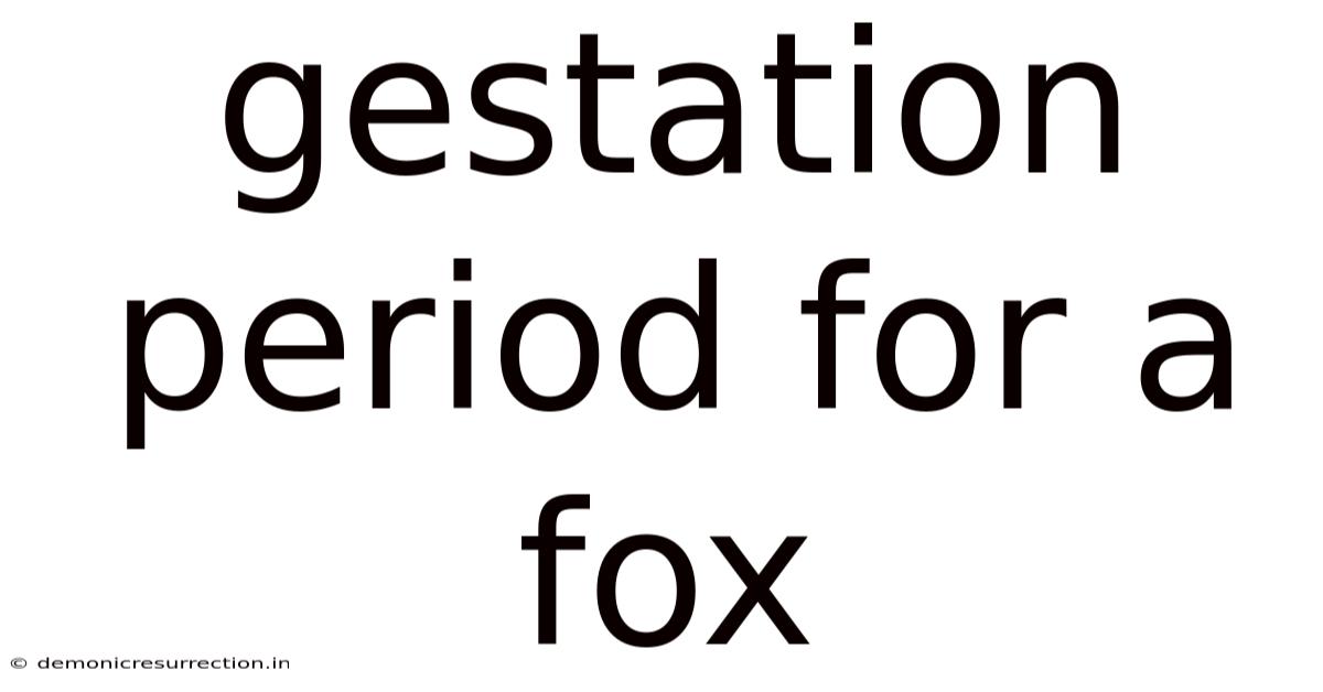 Gestation Period For A Fox