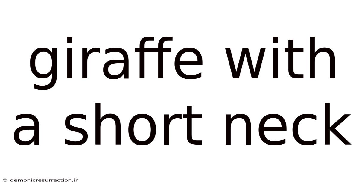 Giraffe With A Short Neck