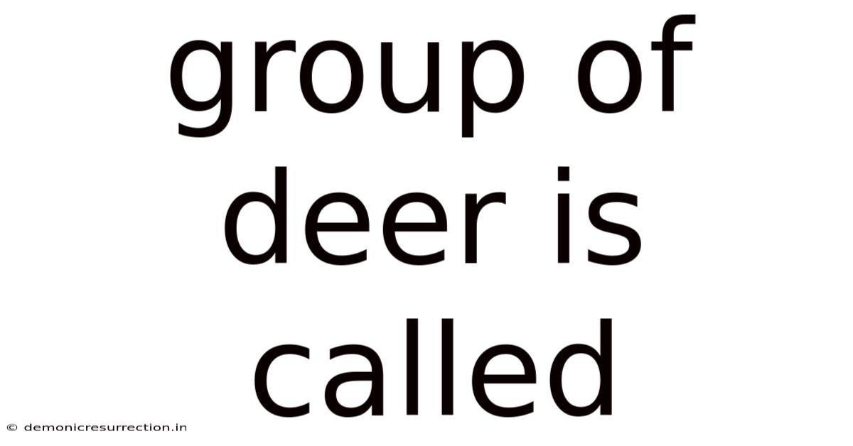 Group Of Deer Is Called
