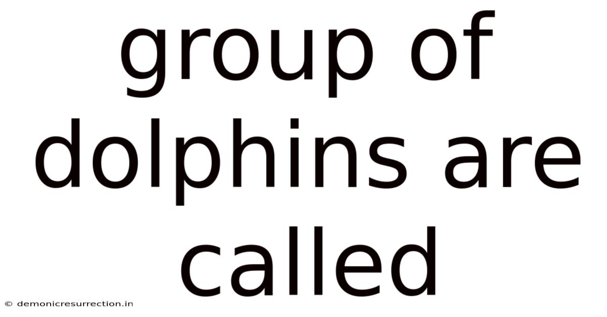 Group Of Dolphins Are Called