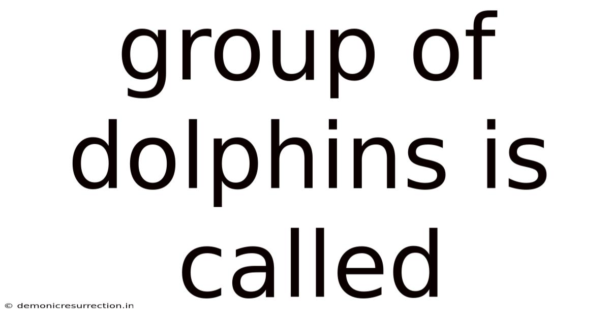 Group Of Dolphins Is Called