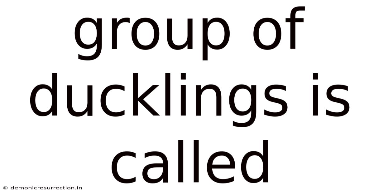 Group Of Ducklings Is Called