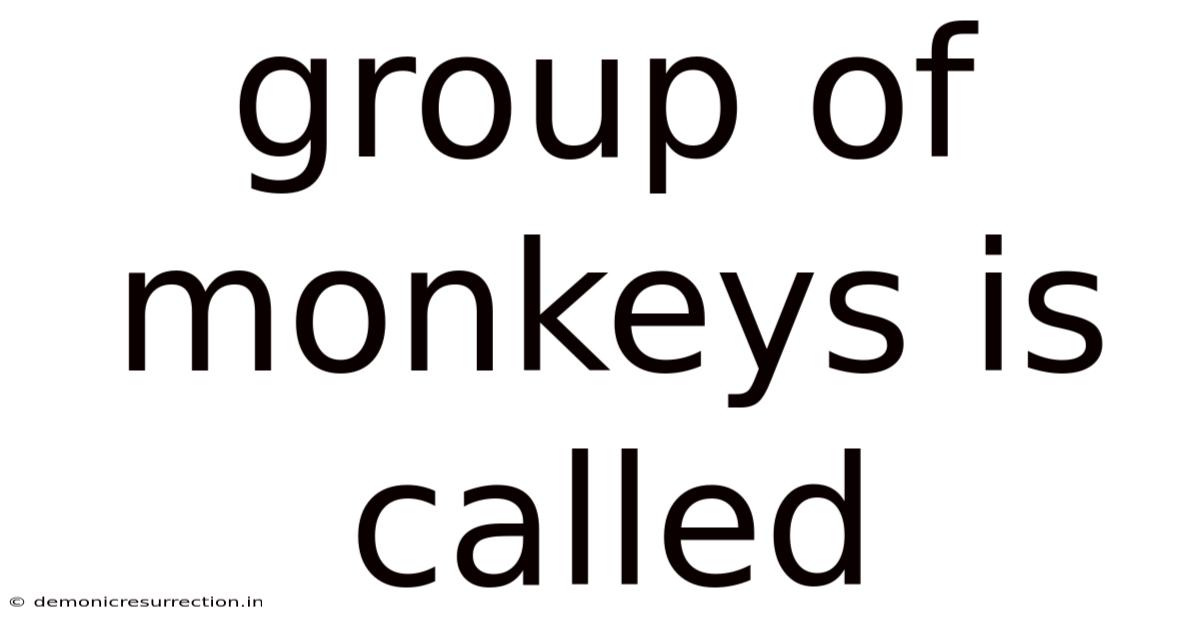 Group Of Monkeys Is Called