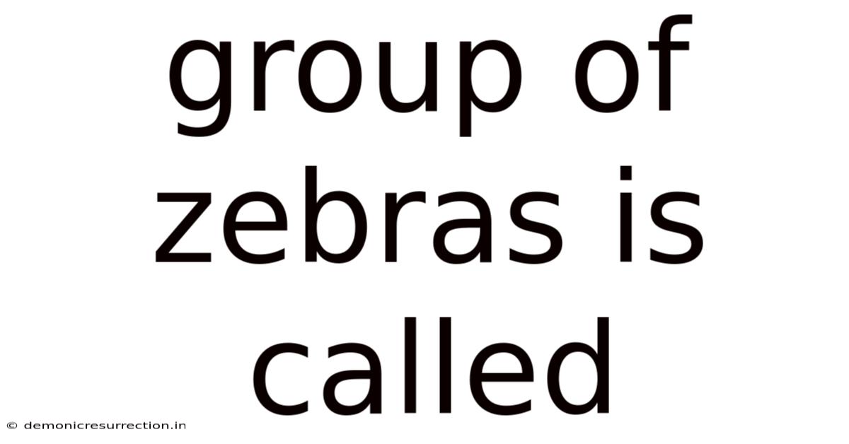 Group Of Zebras Is Called