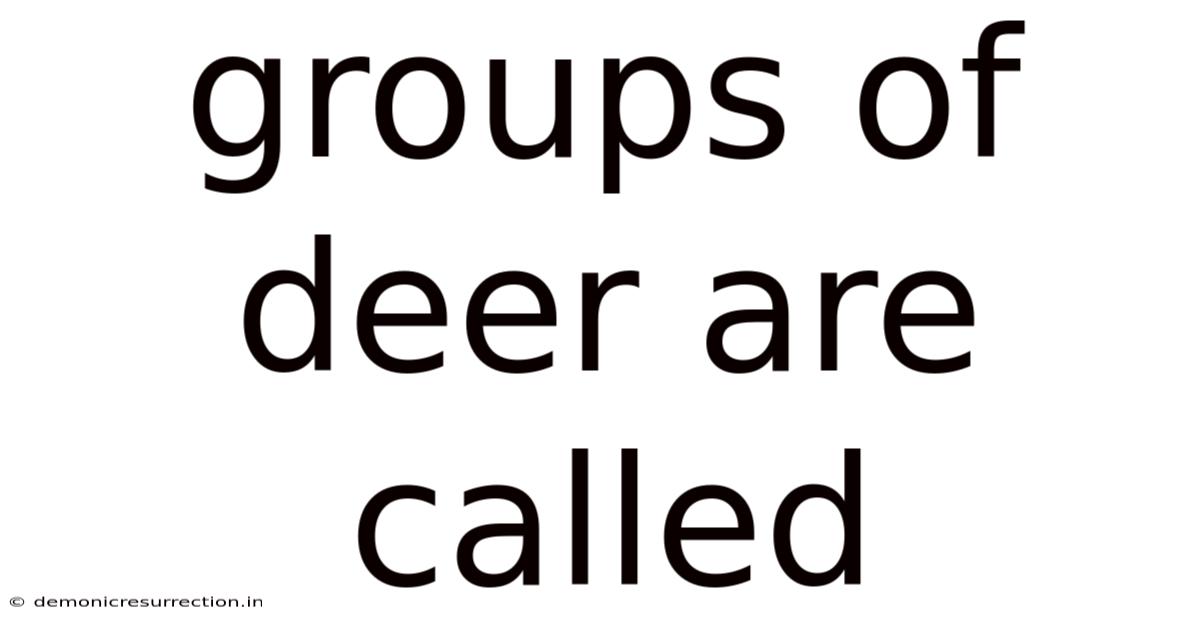 Groups Of Deer Are Called