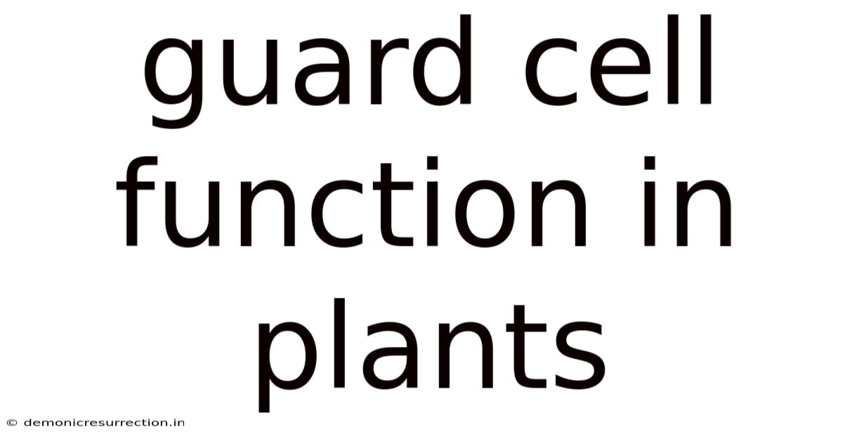 Guard Cell Function In Plants