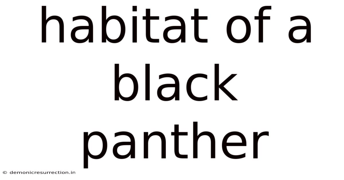 Habitat Of A Black Panther
