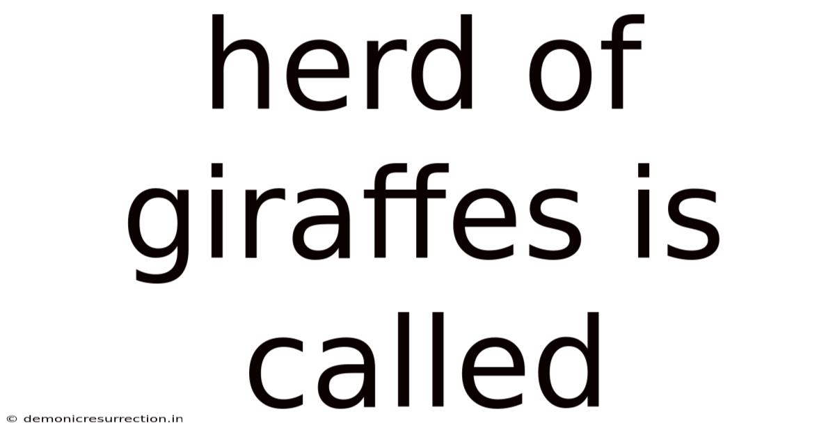 Herd Of Giraffes Is Called