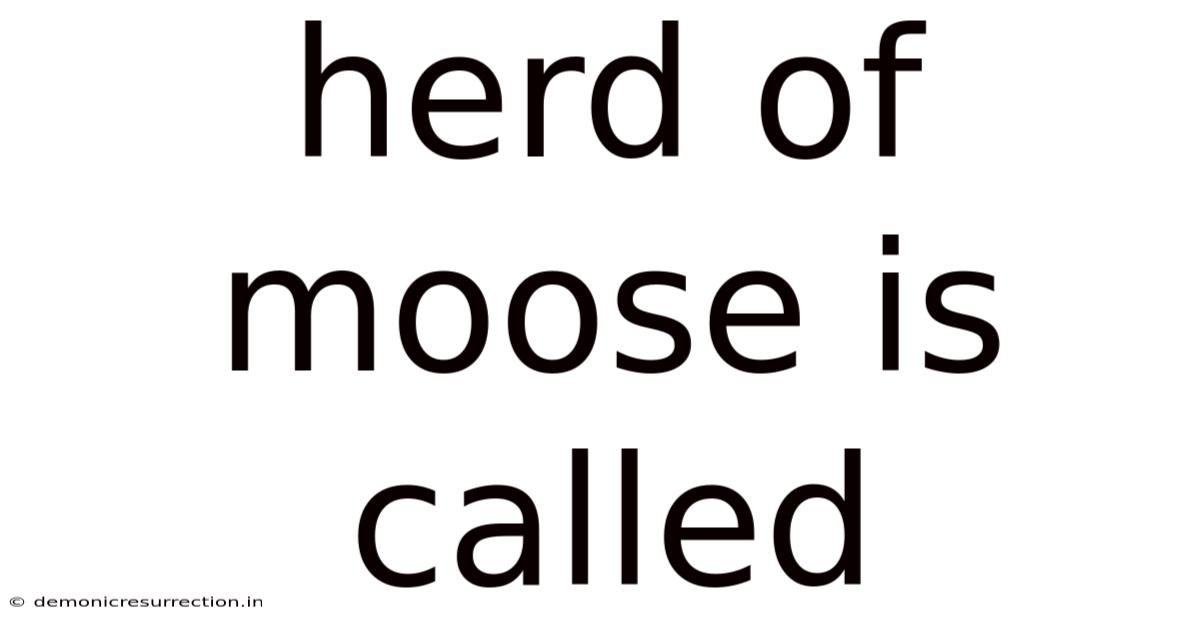 Herd Of Moose Is Called