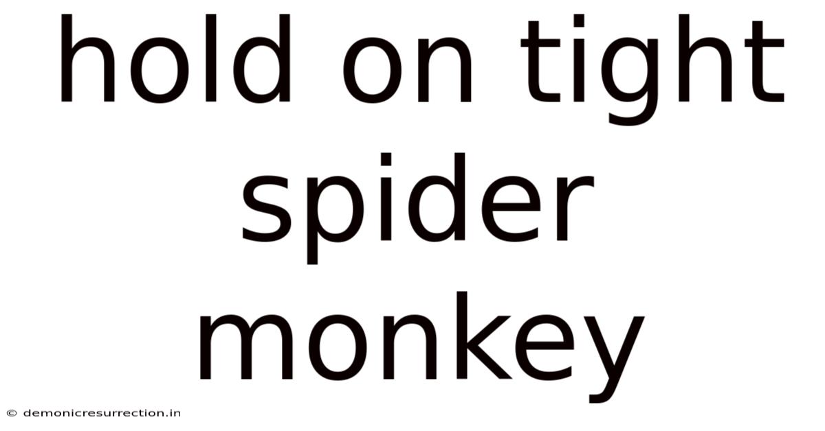 Hold On Tight Spider Monkey