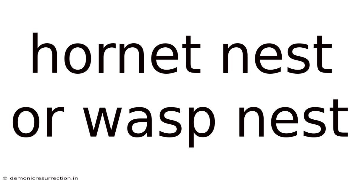Hornet Nest Or Wasp Nest