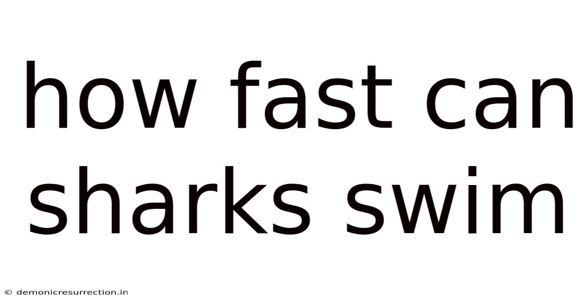 How Fast Can Sharks Swim