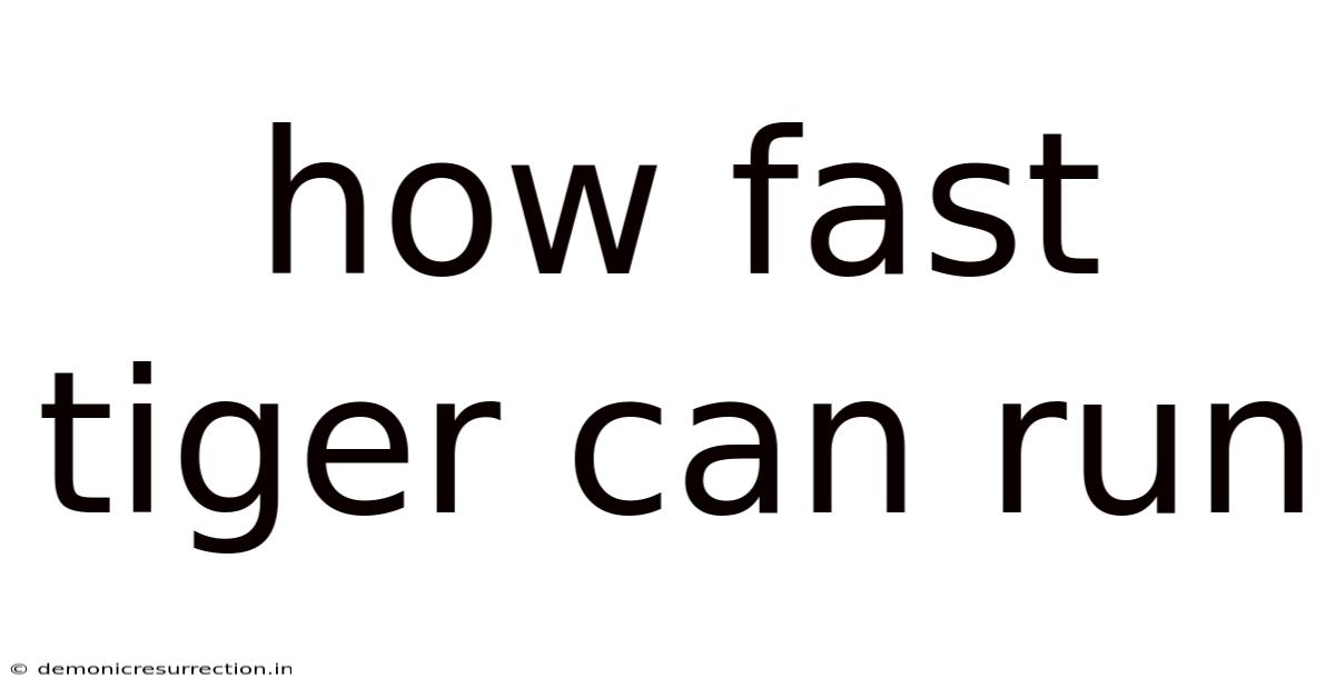 How Fast Tiger Can Run