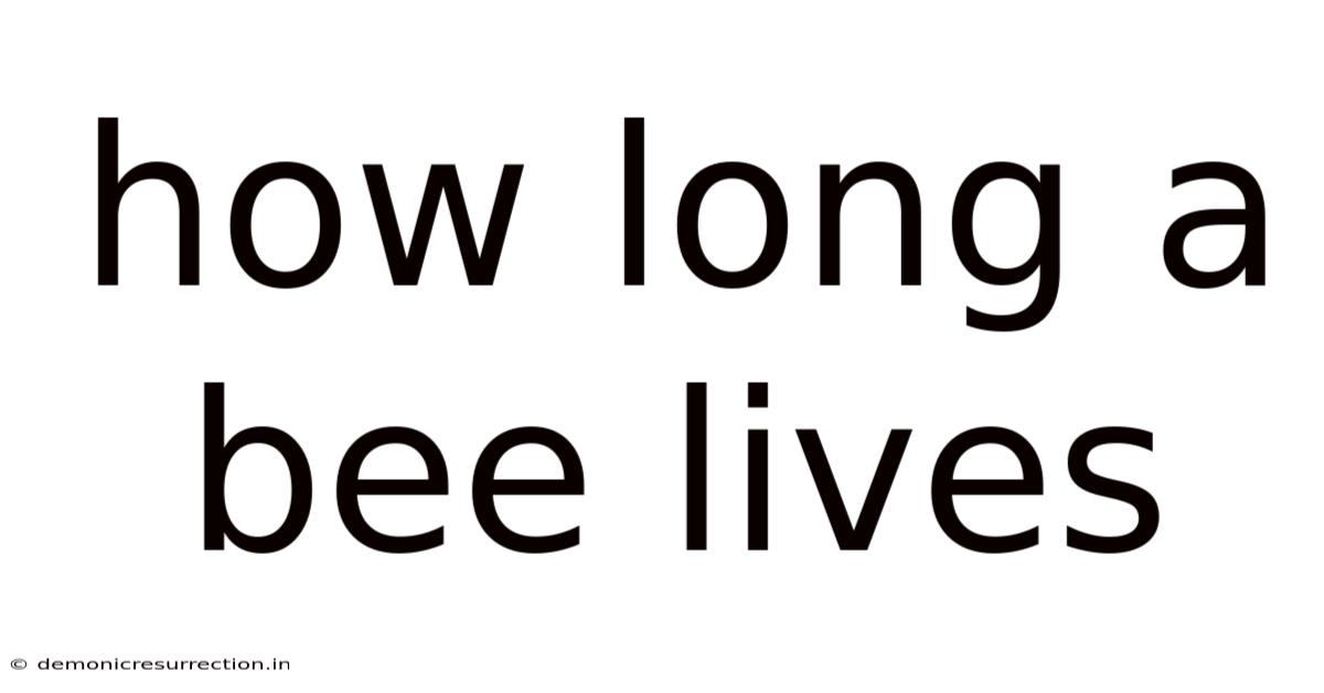 How Long A Bee Lives