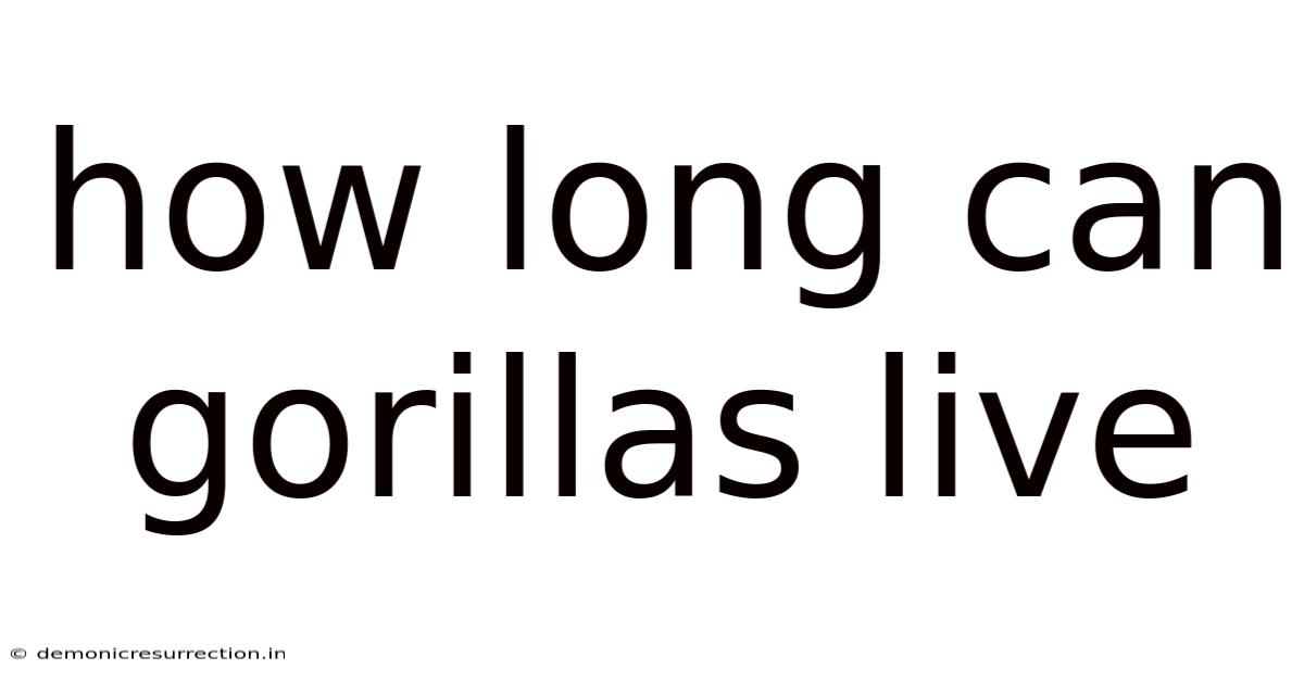 How Long Can Gorillas Live