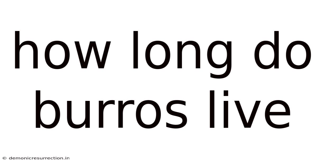 How Long Do Burros Live