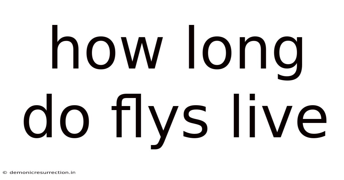 How Long Do Flys Live