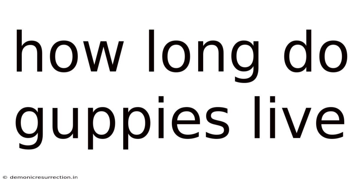 How Long Do Guppies Live