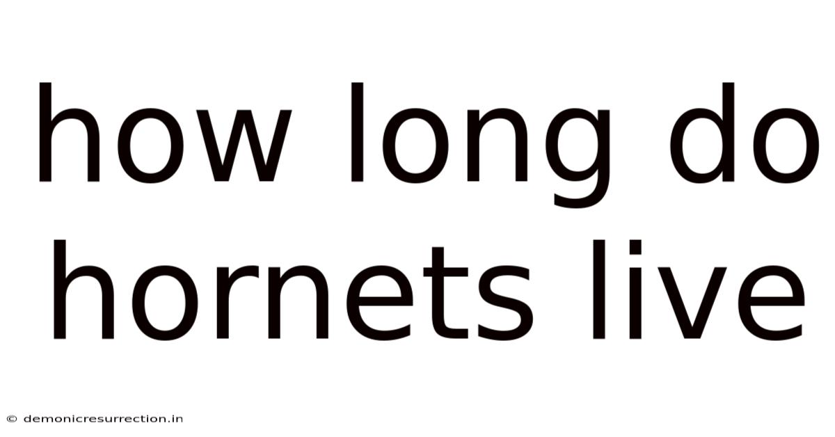 How Long Do Hornets Live