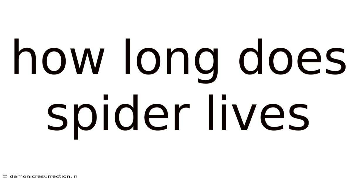 How Long Does Spider Lives