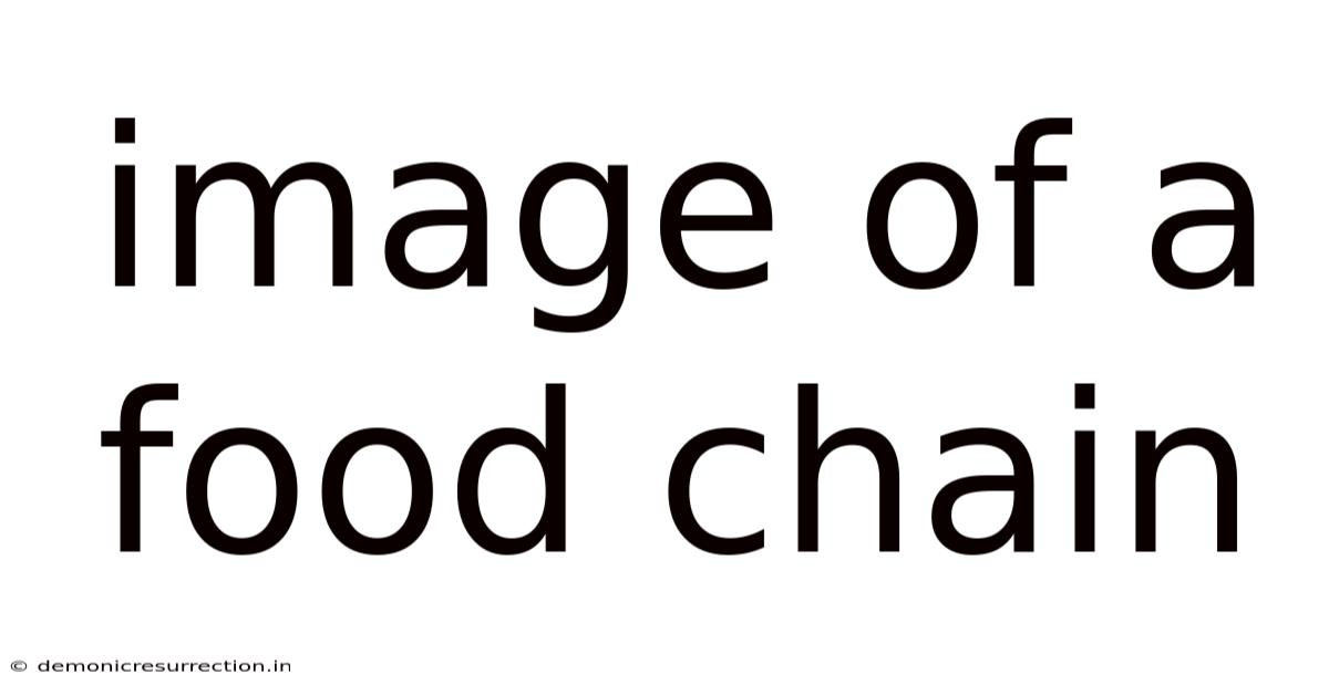 Image Of A Food Chain