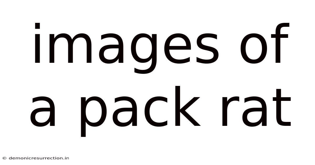 Images Of A Pack Rat