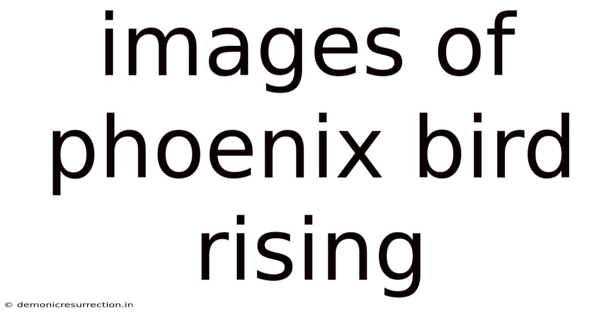 Images Of Phoenix Bird Rising