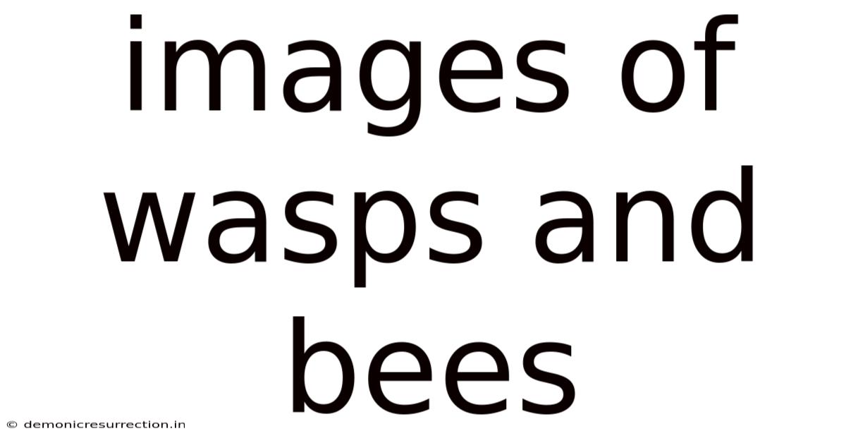 Images Of Wasps And Bees