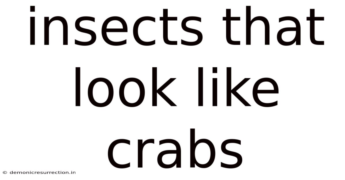 Insects That Look Like Crabs