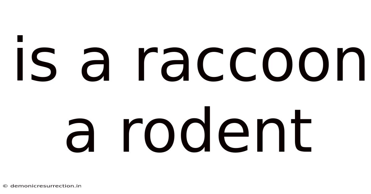 Is A Raccoon A Rodent