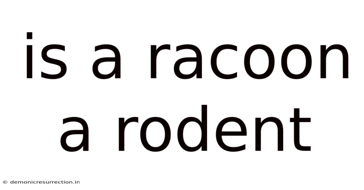 Is A Racoon A Rodent