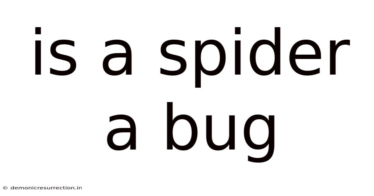 Is A Spider A Bug
