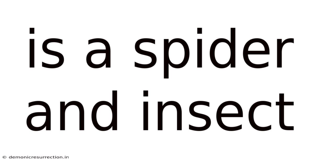 Is A Spider And Insect