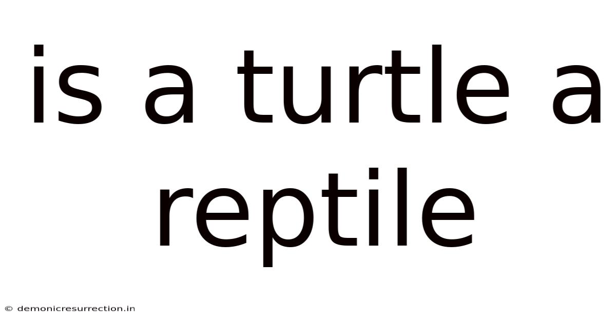 Is A Turtle A Reptile