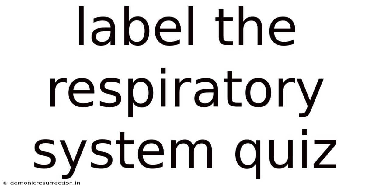 Label The Respiratory System Quiz