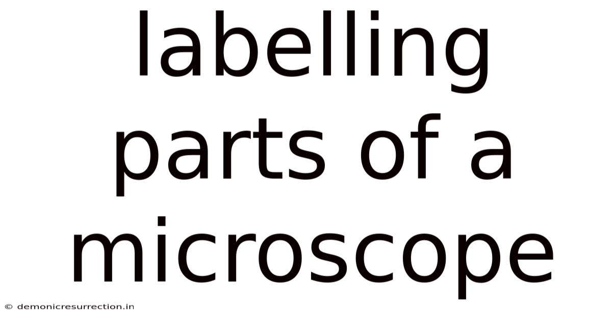 Labelling Parts Of A Microscope