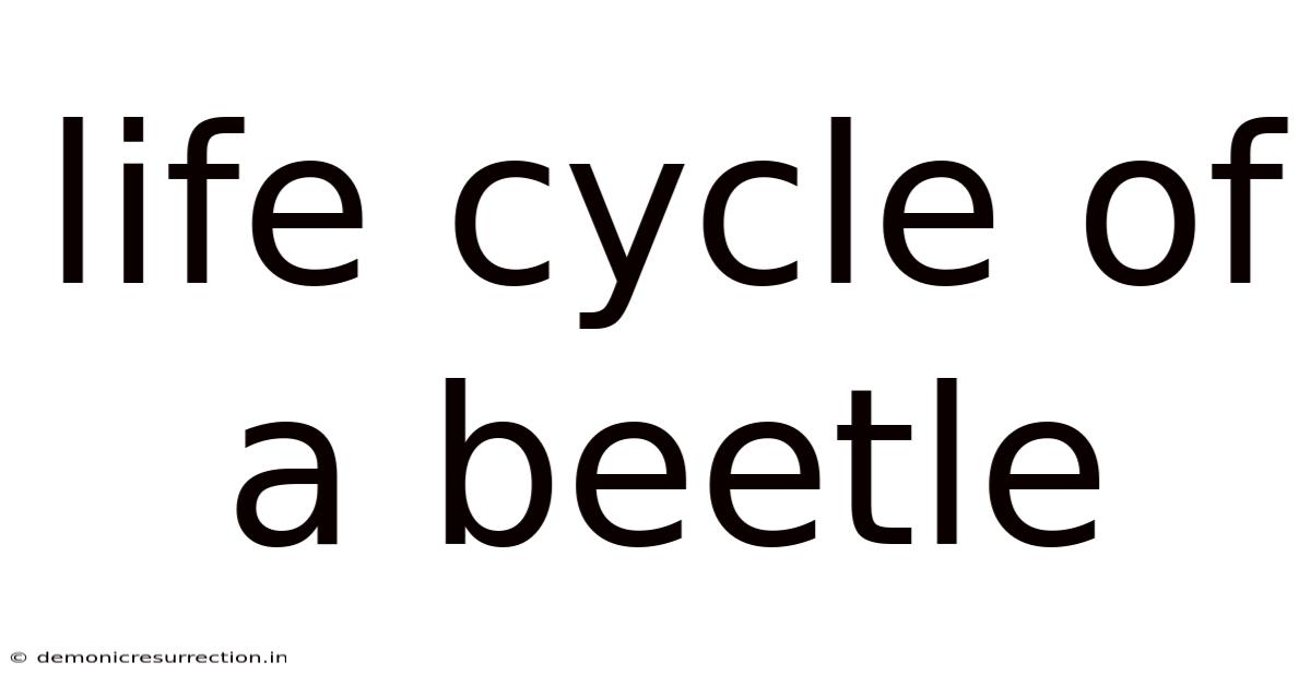 Life Cycle Of A Beetle