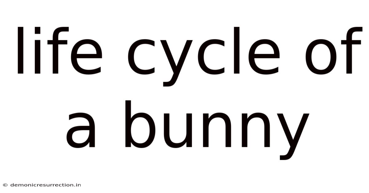 Life Cycle Of A Bunny