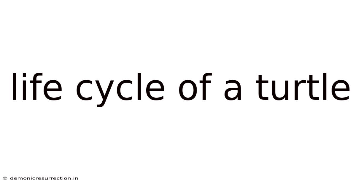 Life Cycle Of A Turtle