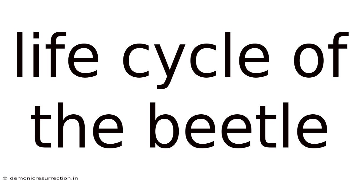 Life Cycle Of The Beetle