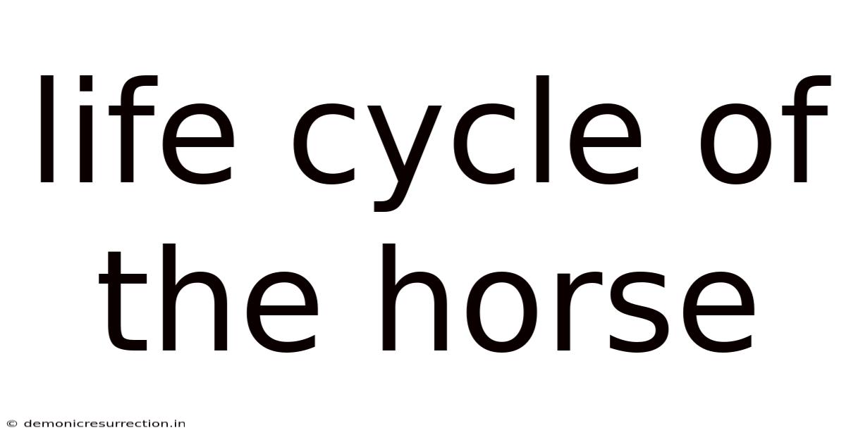 Life Cycle Of The Horse