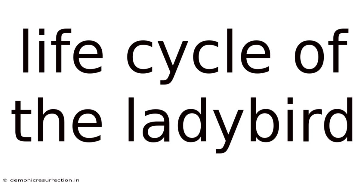 Life Cycle Of The Ladybird