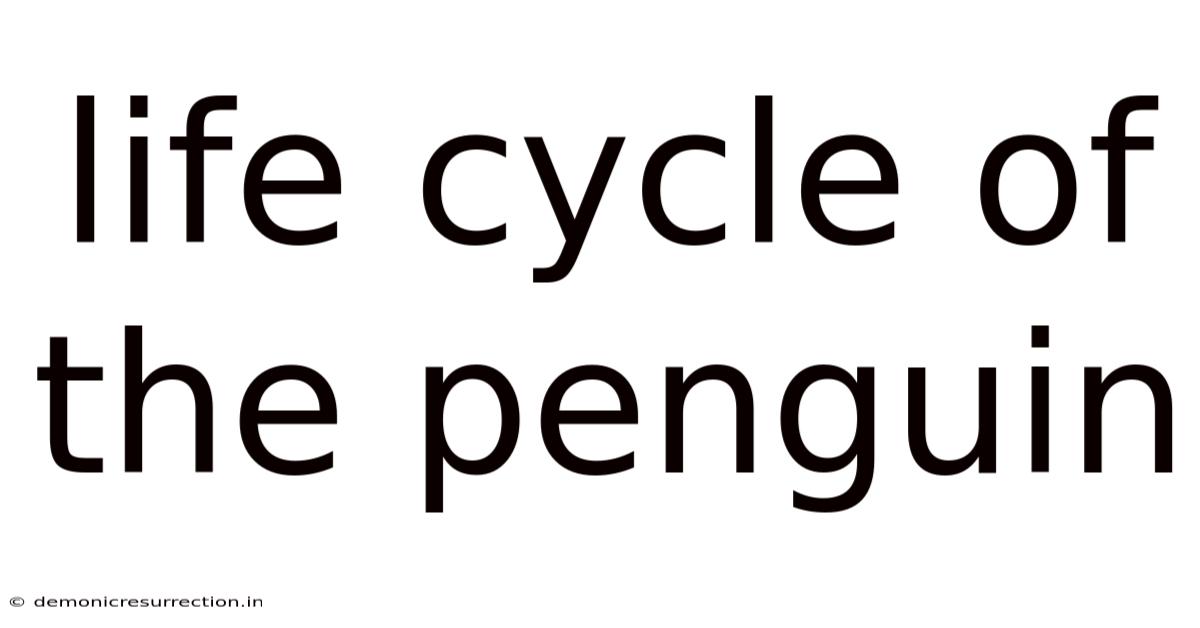 Life Cycle Of The Penguin
