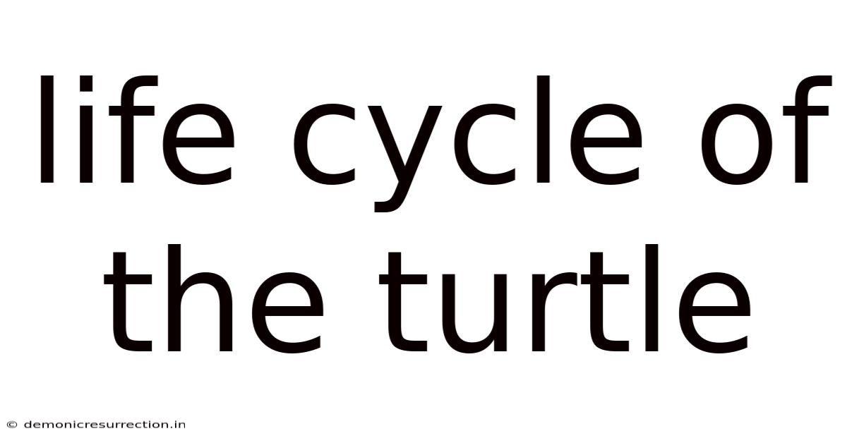 Life Cycle Of The Turtle
