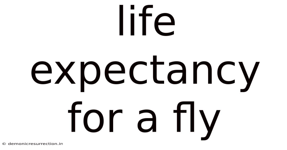 Life Expectancy For A Fly