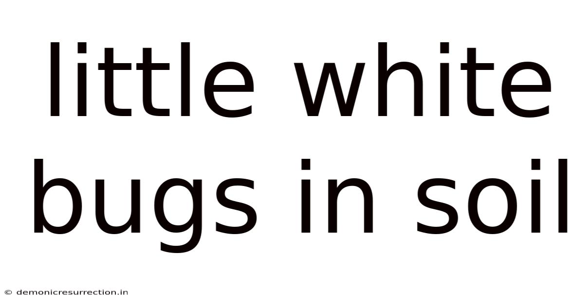 Little White Bugs In Soil